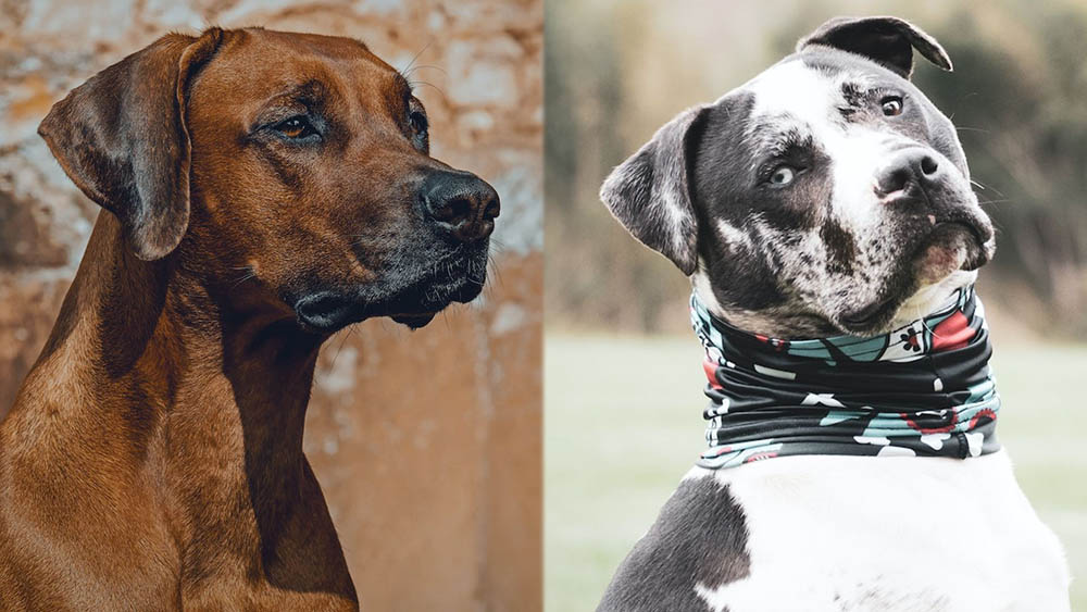 Parent Breeds of Rhodesian Staffordshire Terrier Mix