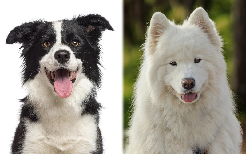 Parent breeds of the Border Collie Samoyed Mix