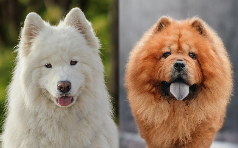 Parent breeds of the Samoyed Chow Chow Mix