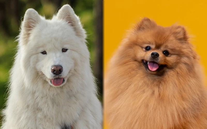 Parent breeds of the Samoyed Pomeranian Mix