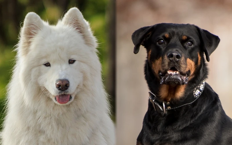 Parent breeds of the Samoyed Rottweiler Mix