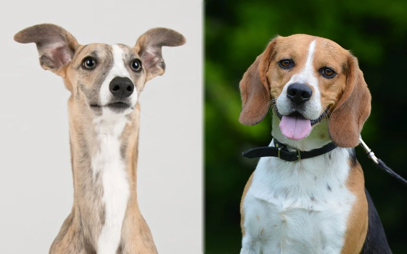 Parent breeds of the Whipbeagle (Whippet Beagle Mix)