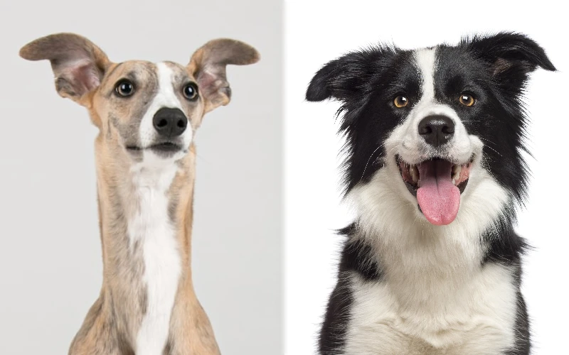 Parent breeds of the Whippet Border Collie Mix