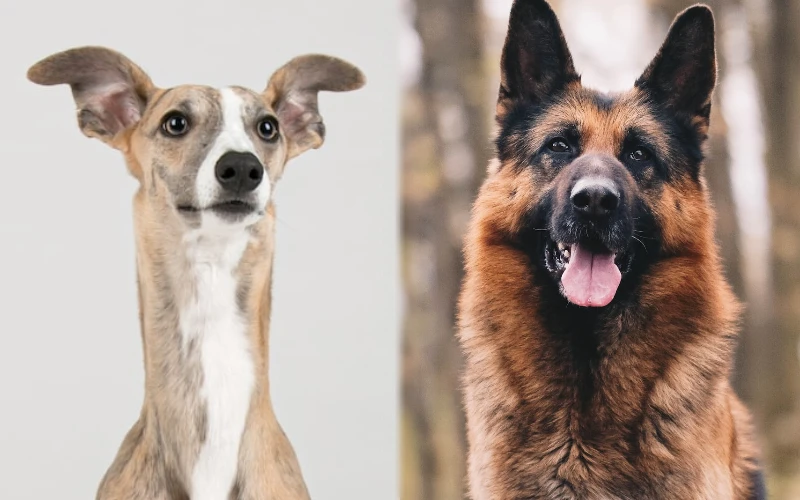 Parent breeds of the Whippet German Shepherd