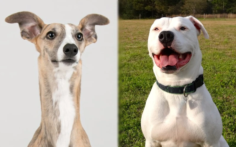 Parent breeds of the Whippet Pitbull Mix