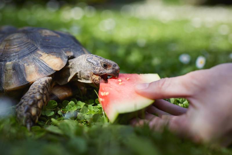 Pet owner giving his turtle ripe watermelon to eat in grass on back yard