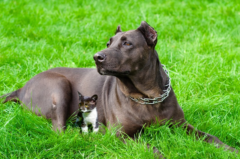 Do Pitbulls Get Along with Cats? VetReviewed Introduction Tips Hepper
