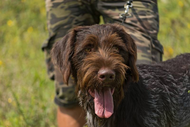 Portrait of a German wirehaired pointer dog sitting next to his owner