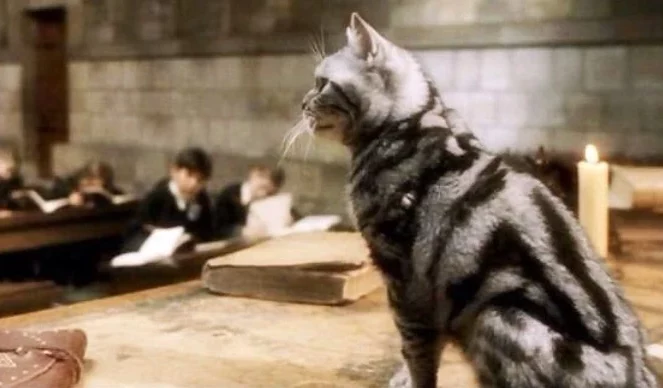 Professor McGonagall as a cat from th movie Harry Potter and The Philosopher's Stone