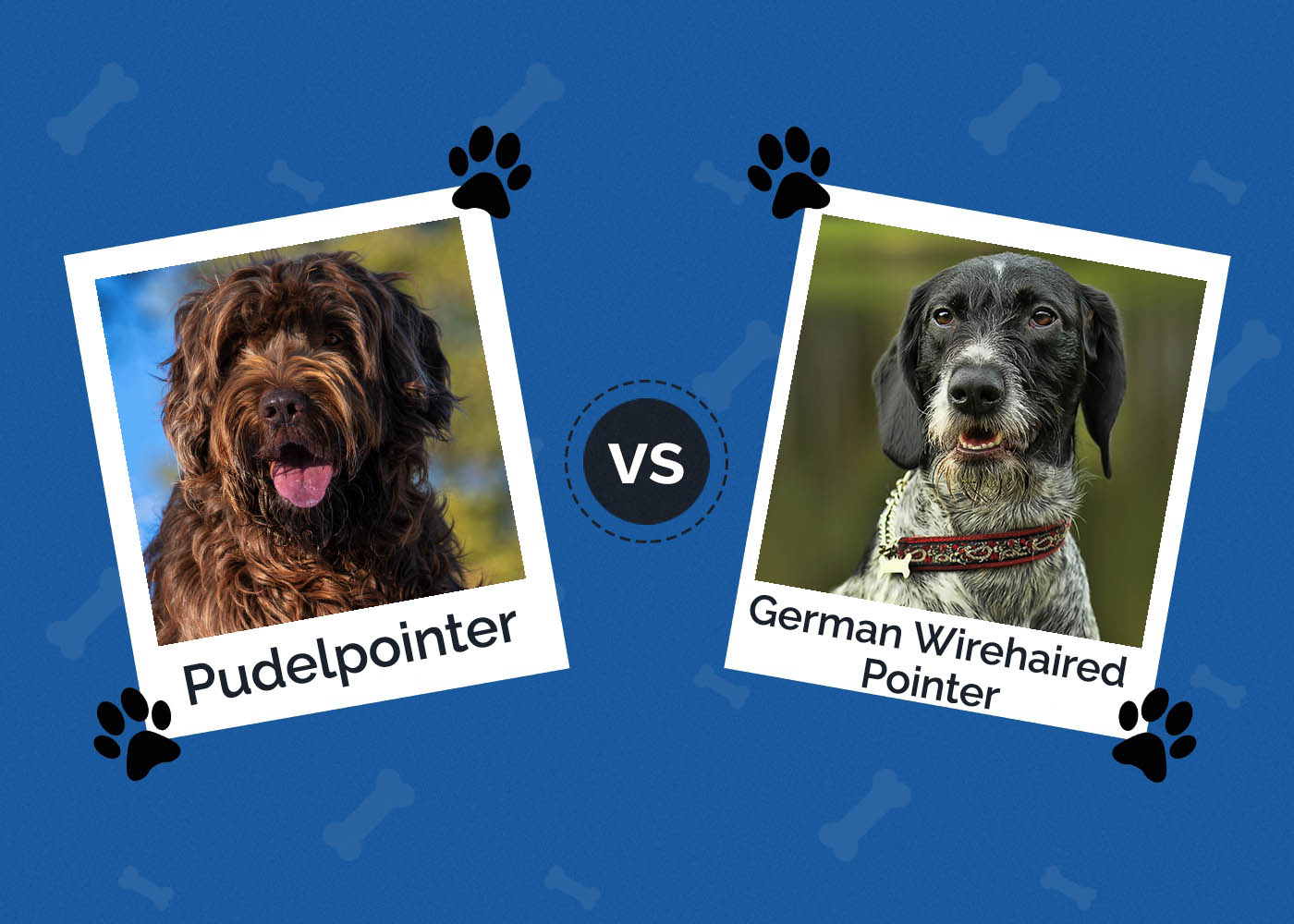 Pudelpointer vs German Wirehaired Pointer