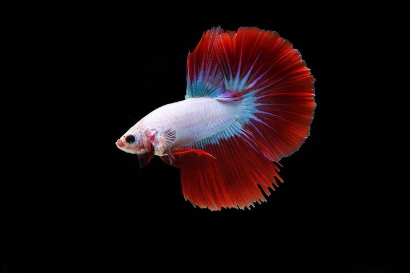 Red cambodian betta fish on black background