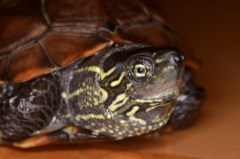 Reeve's Turtle portrait