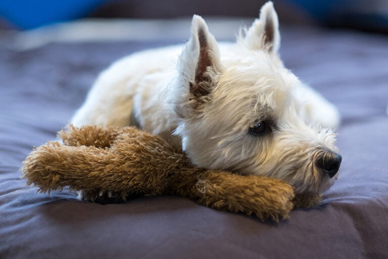 Westie Lung Disease Signs, Causes & Care (Vet Answer) Hepper