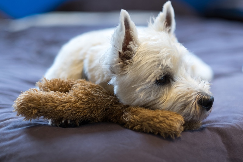 Sad west highland white terrier dog cuddling teddy bear toy looking sideways