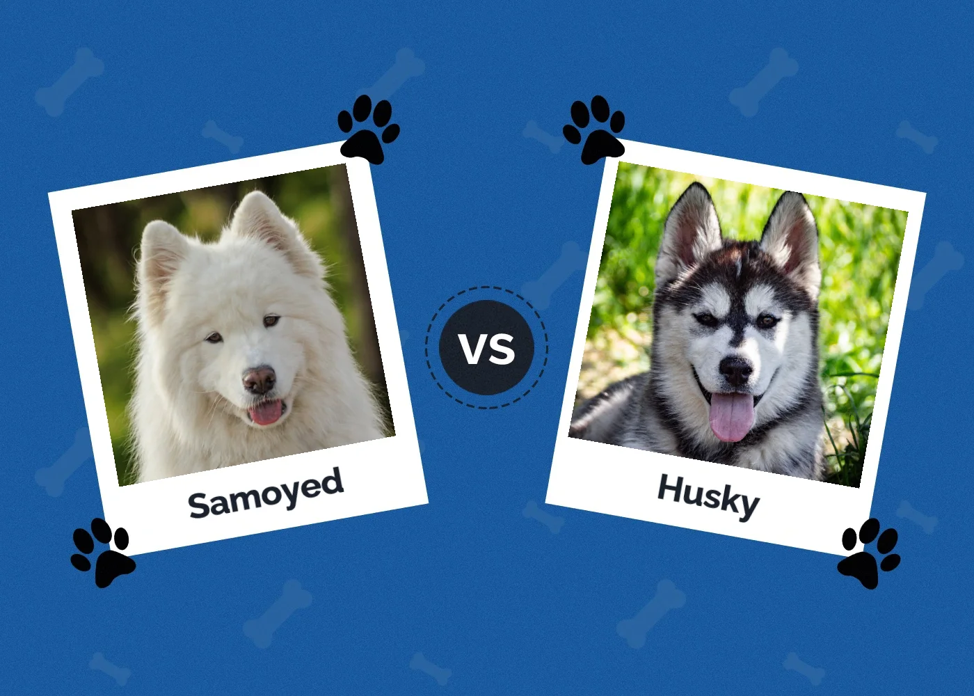 Samoyed vs Husky - Featured Image