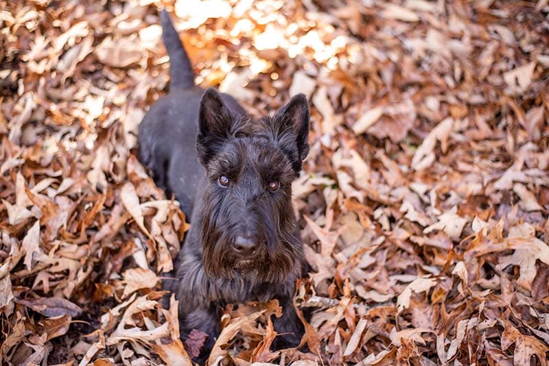 Scottish Terrier Purebred dog at a fall landscape