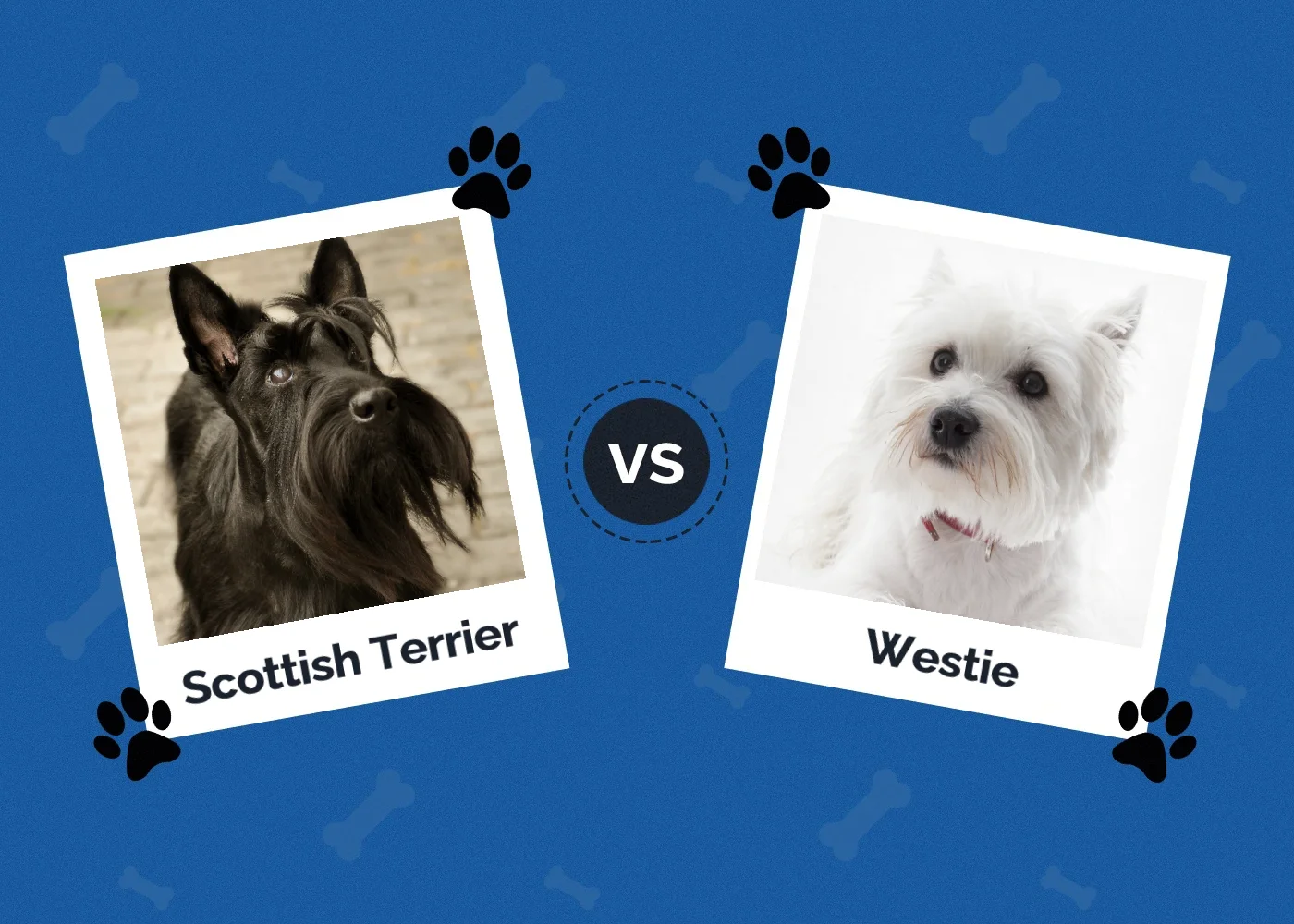 Scottish Terrier vs Westie - Featured Image