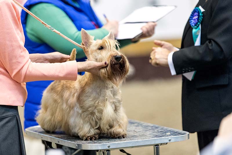Scottish terrier being presented by the handler at the dog show.