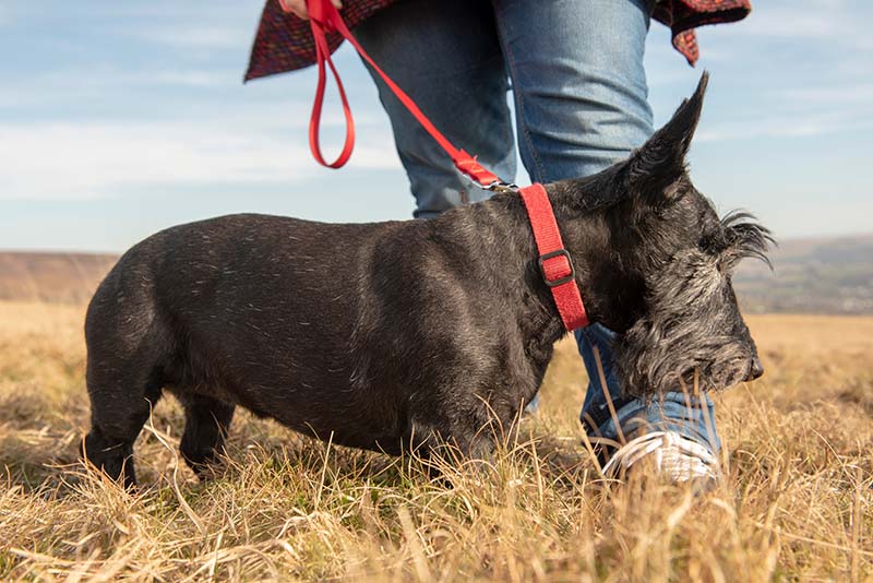 Scottish terrier on walk with owner