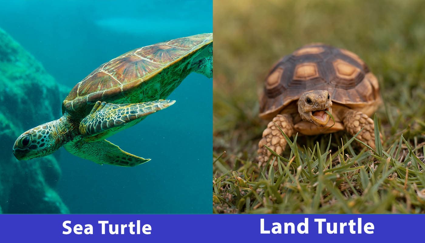 Sea Turtle vs Land Turtle side by side