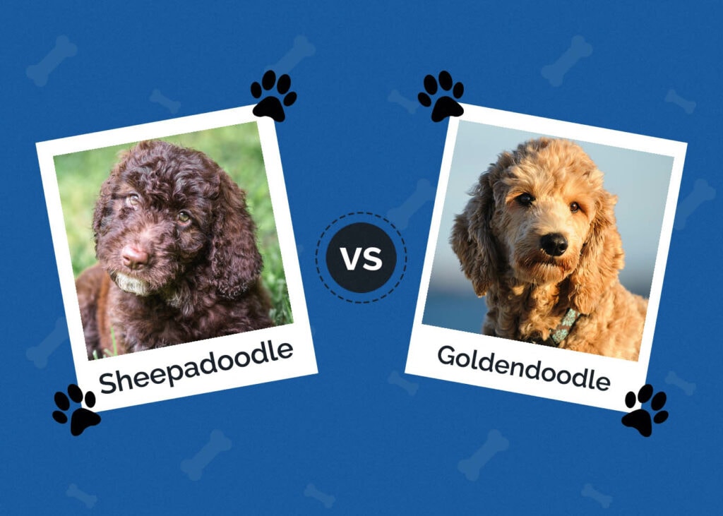 Sheepadoodle vs Goldendoodle