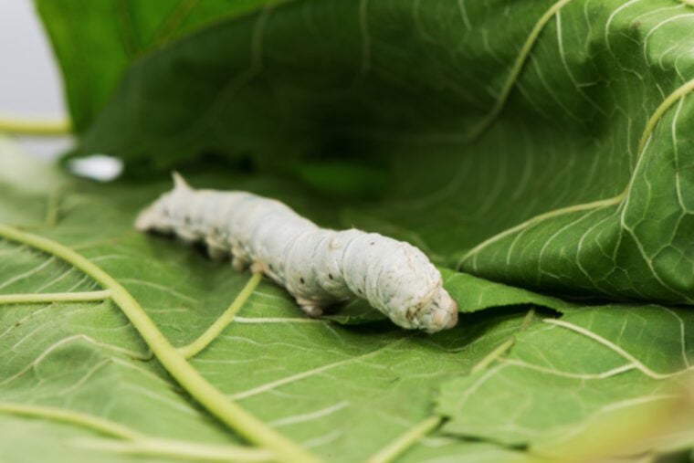 Can Bearded Dragons Eat Caterpillars? VetReviewed Nutrition Facts