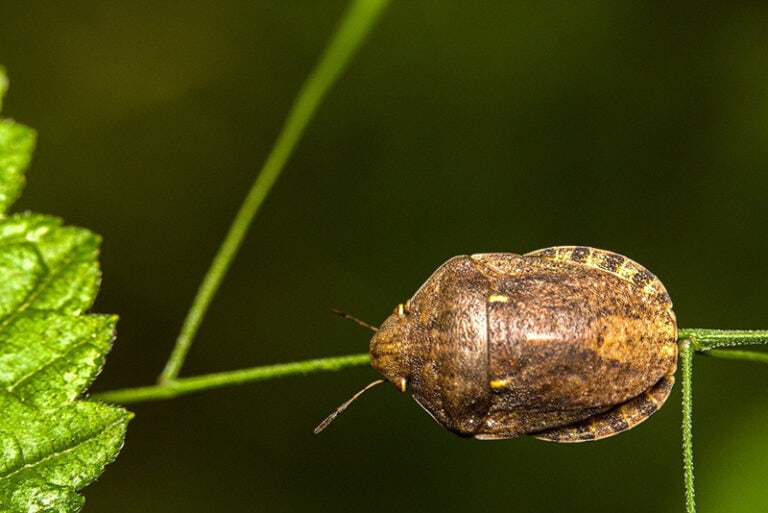 Can Bearded Dragons Eat Stink Bugs? VetReviewed Safety Facts Hepper