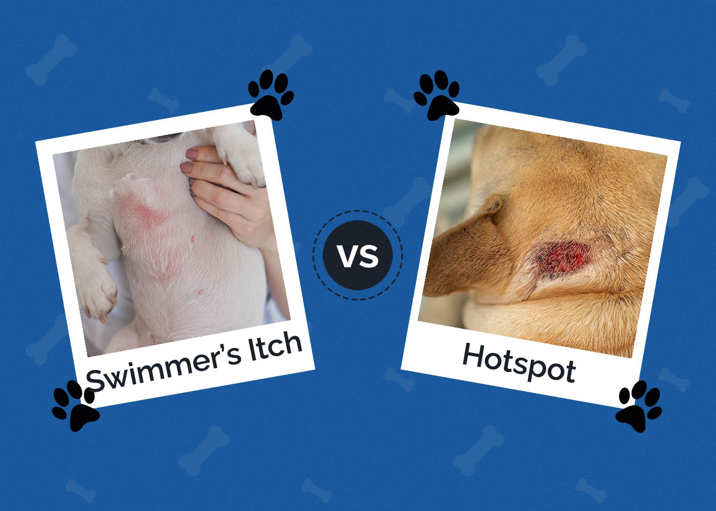 Swimmer's Itch vs Hotspots on dog
