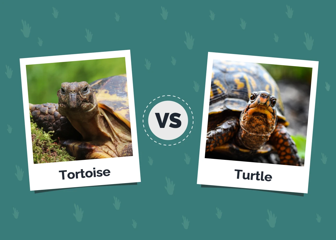 Tortoise vs Turtle - Featured Image
