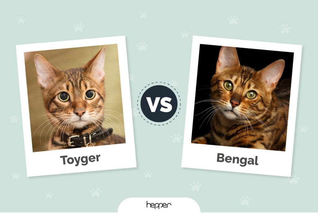 Toyger vs Bengal