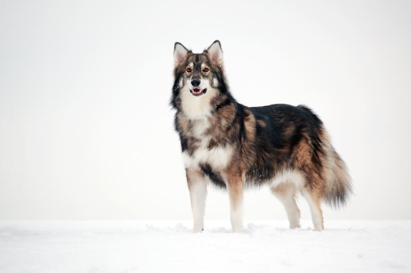 Utonagan dog standing in snow