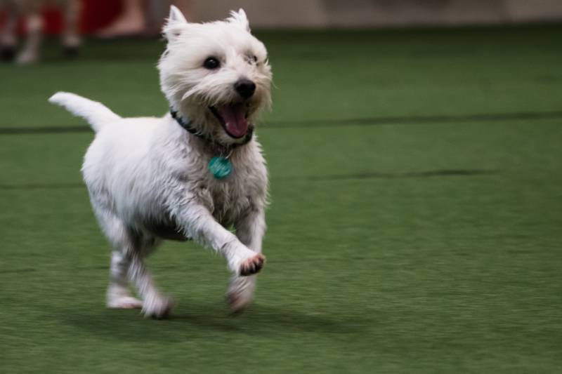 West highland terrier dog running around at the indoor play park