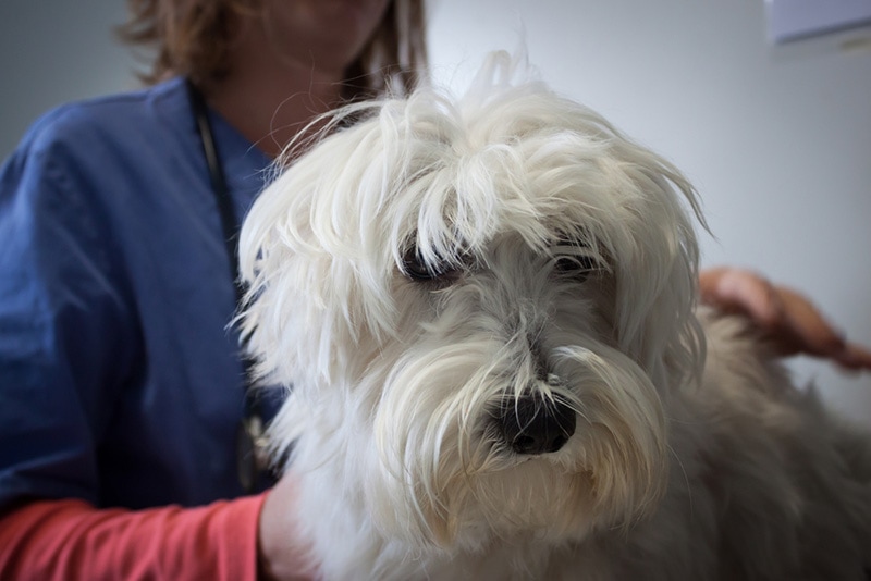 Westie Lung Disease Signs Causes Care Vet Answer Hepper