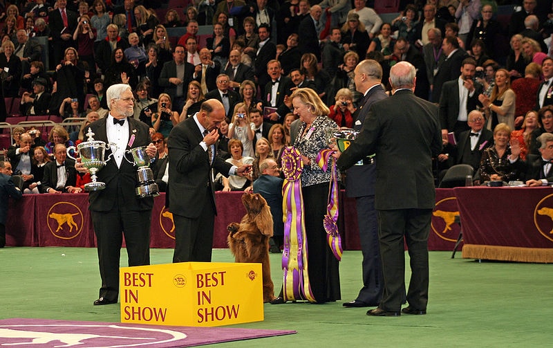 Westminster Kennel Club Show