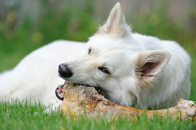 White Swiss Shepherd eat a raw bone and look to the viewer