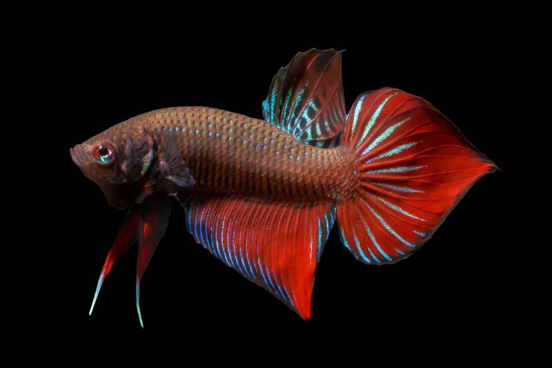Wild Type Betta Fish