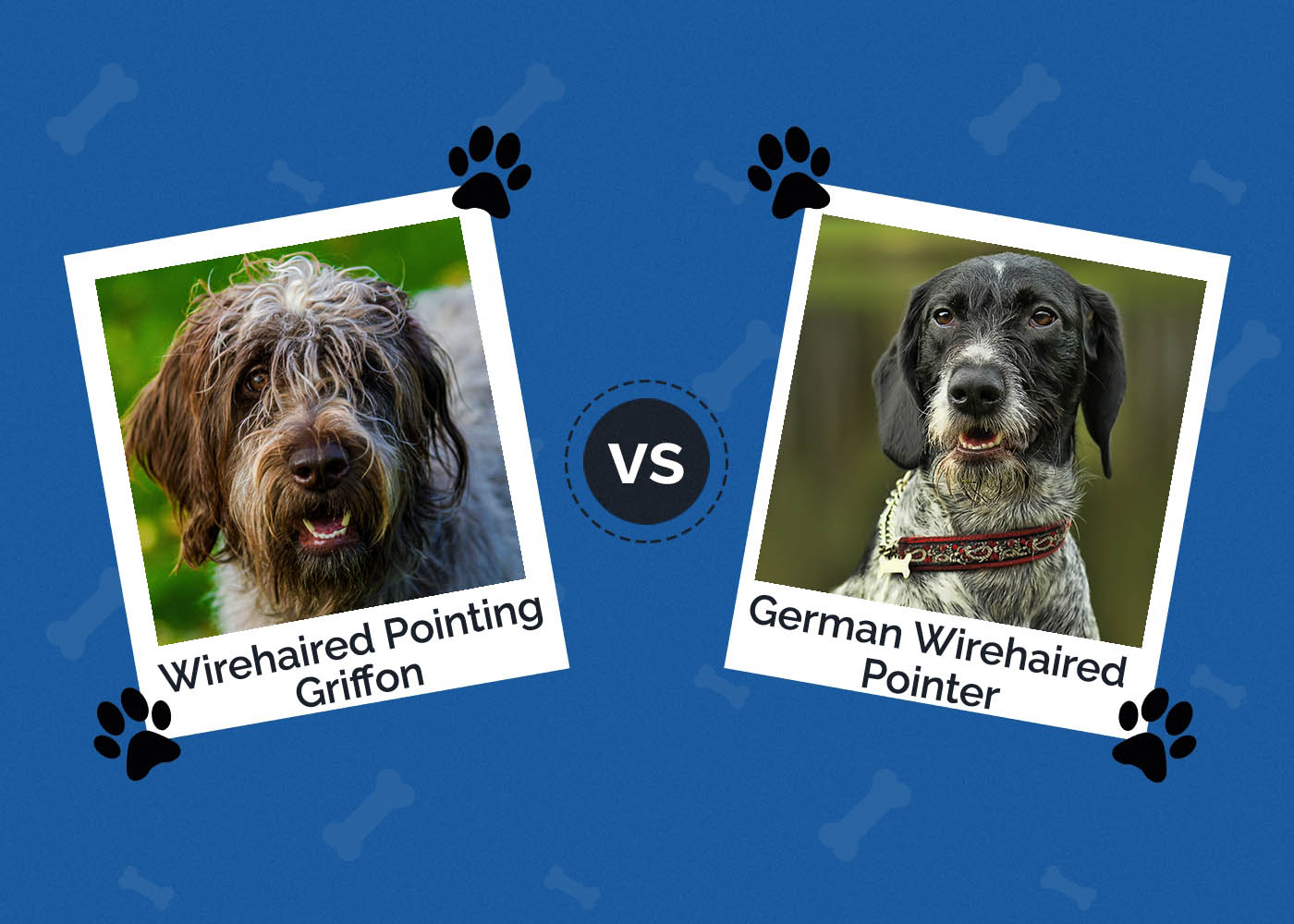 Wirehaired Pointing Griffon vs German Wirehaired Pointer