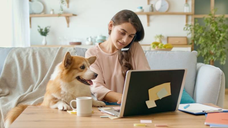 Woman Working With A Laptop and Doing Business Conversation on the Phone with corgi dog on the side