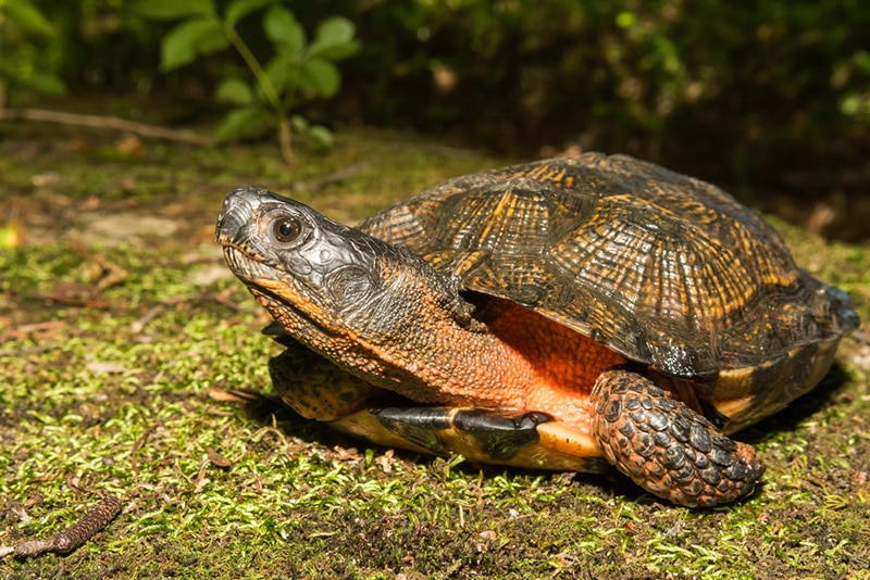 Wood Turtle