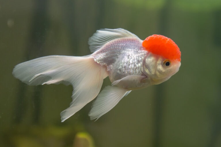 Do Goldfish Need Gravel? (The Answer May Surprise You!) Hepper