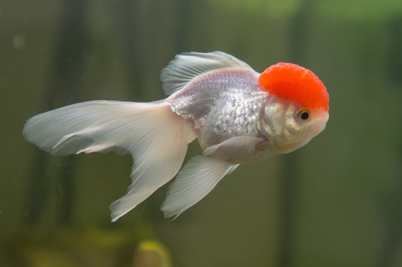 a Red Cap Oranda Goldfish in an aquarium