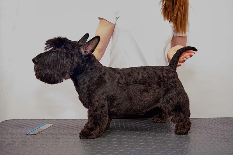 a Scottish terrier on the table after being groomed in an animal salon