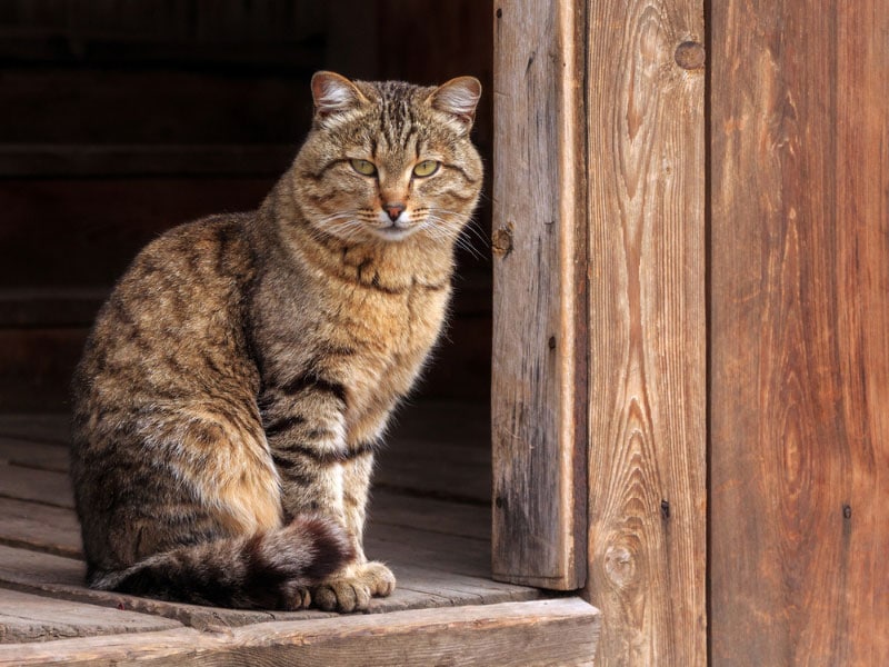 a barn cat sitting in wooden hut house