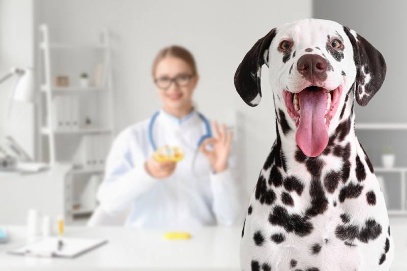 a dalmatian dog at the vet clinic