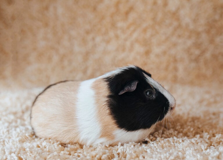 Can Guinea Pigs Eat Orange Peels? VetApproved Benefits, Drawbacks