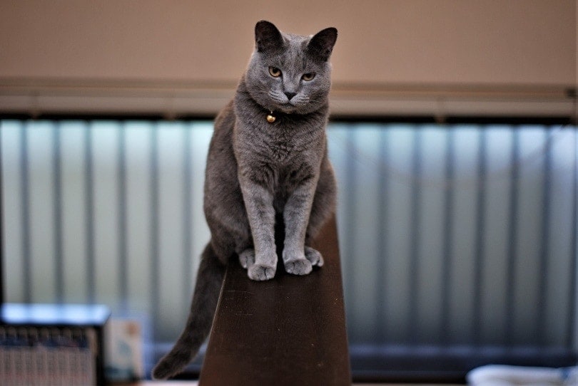 a fierce looking domestic shorthair cat