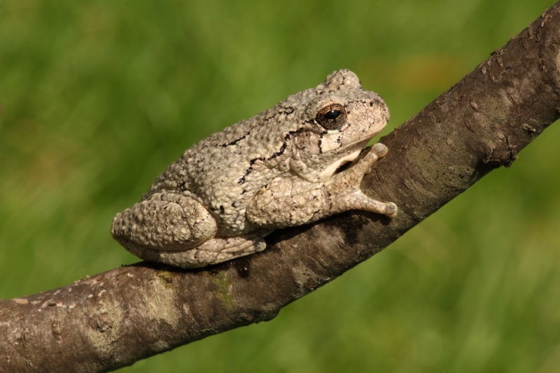 a gray tree frog on a piece of branch