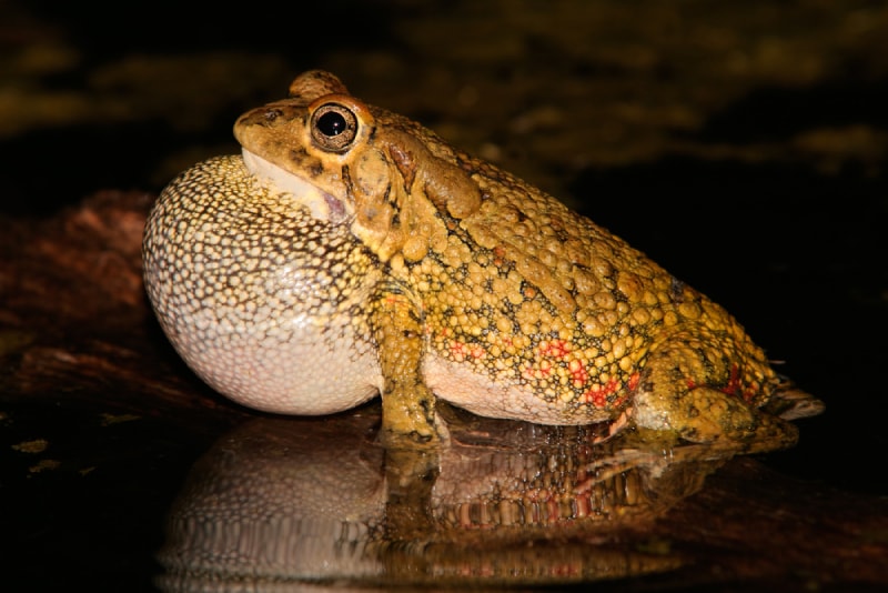 a male olive toad croaking at night