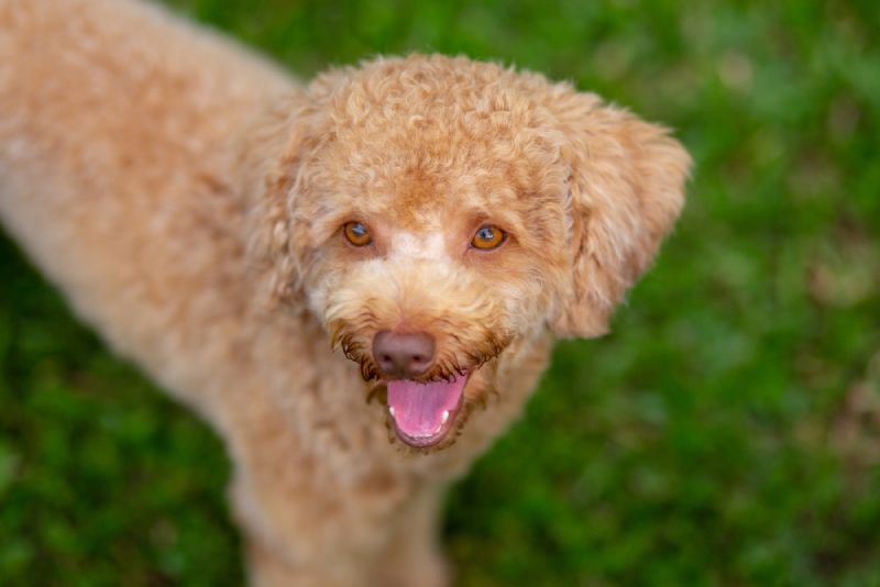 a poodle with amber eyes