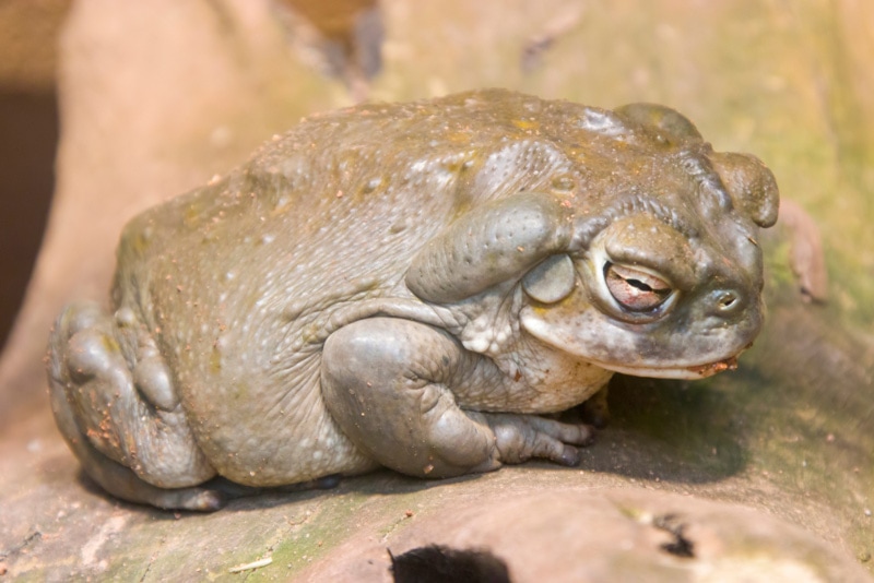 a sleeping toad